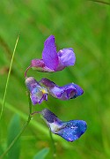IMG_2385