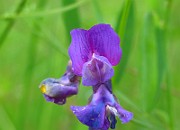 IMG_2386