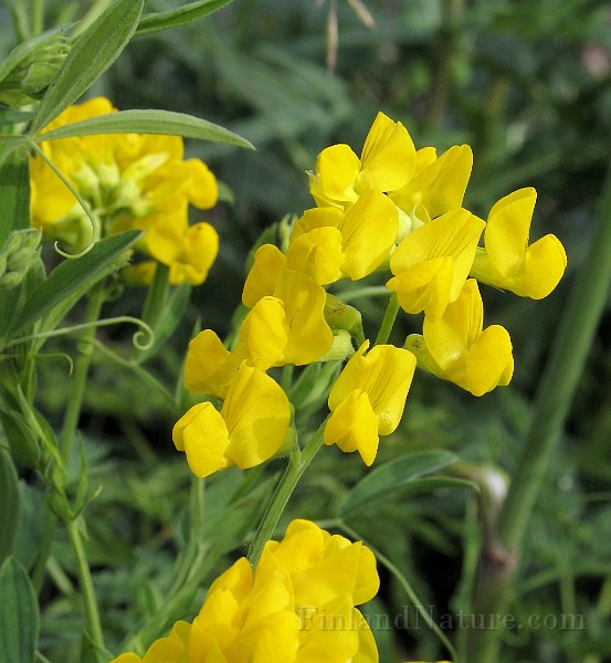 Lathyrus_pratensis5.jpg