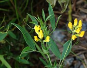 IMG_1070