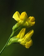 IMG_1736