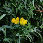 IMG_6109