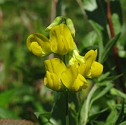 IMG_6231
