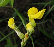 IMG_6519