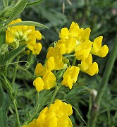 Lathyrus_pratensis5