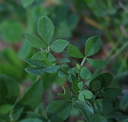 IMG_5579