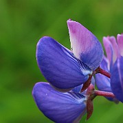 IMG_0132