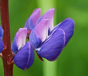 IMG_0134