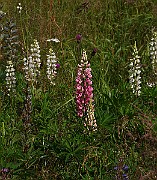 IMG_0220