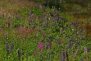IMG_0221