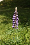 IMG_0365
