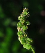 IMG_3852