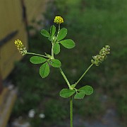 IMG_7386