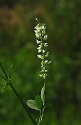 IMG_1777