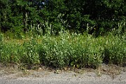 IMG_1817