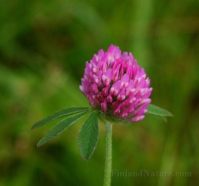 IMG_1926.JPG