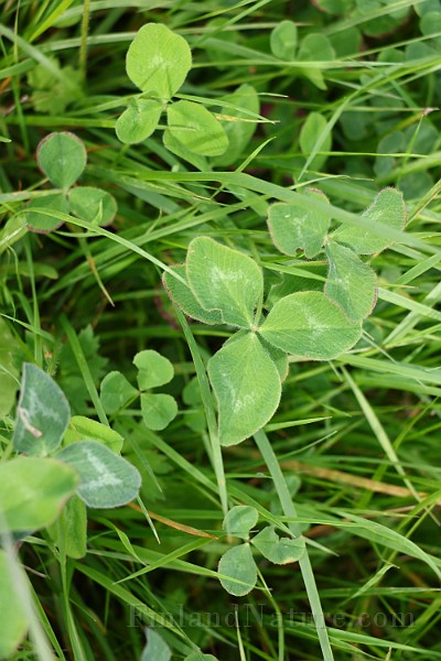 IMG_1946.JPG
