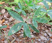IMG_0801