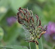 IMG_1911