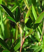 IMG_3931