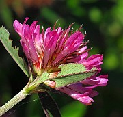 IMG_3938