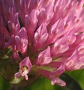Trifolium_pratense5