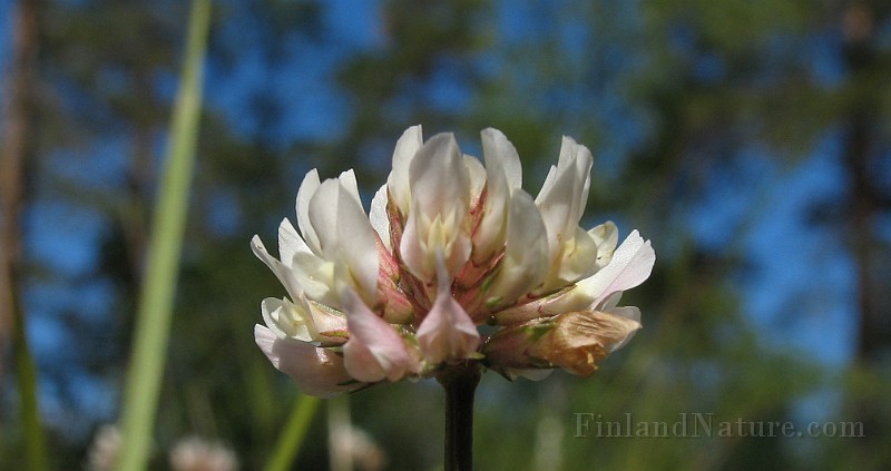 Trifolium_repens3.jpg