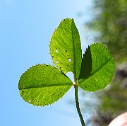 IMG_3887