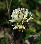 IMG_3898