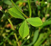IMG_6137