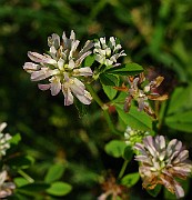 IMG_6139