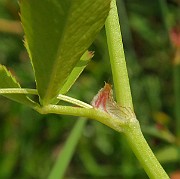 IMG_6995