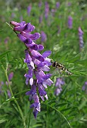 IMG_0149