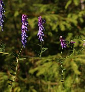IMG_0256