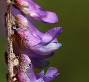 IMG_0261
