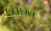 IMG_0264