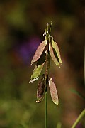 IMG_0269