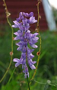 IMG_3723