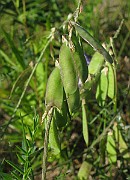 IMG_4459