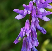IMG_5778