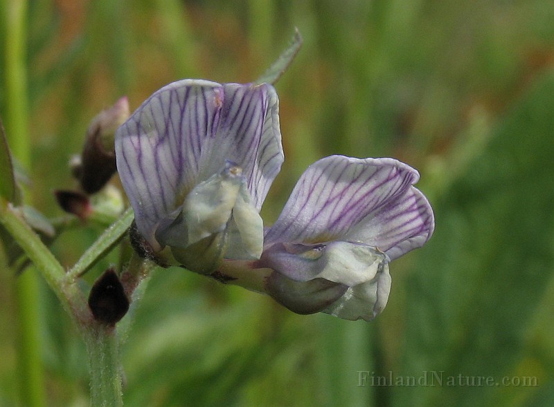 Vicia_sepium4.jpg