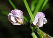 IMG_1494
