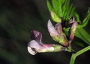 IMG_1495