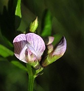 IMG_1496