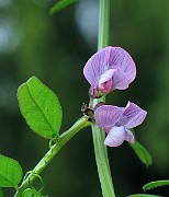 IMG_3695