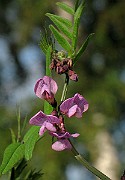 IMG_3696