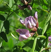 IMG_4412