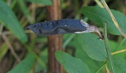 IMG_9130