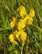 Lathyrus pratensis