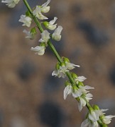 Melilotus albus